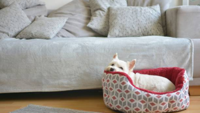 Affordable Dog Beds for Sale Style and Comfort