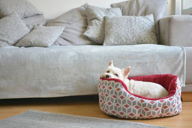 Affordable Dog Beds for Sale Style and Comfort
