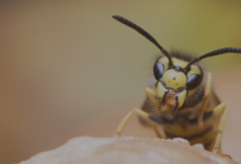 Trusted Wasp Exterminator Services in Chelmsford: Local Expertise