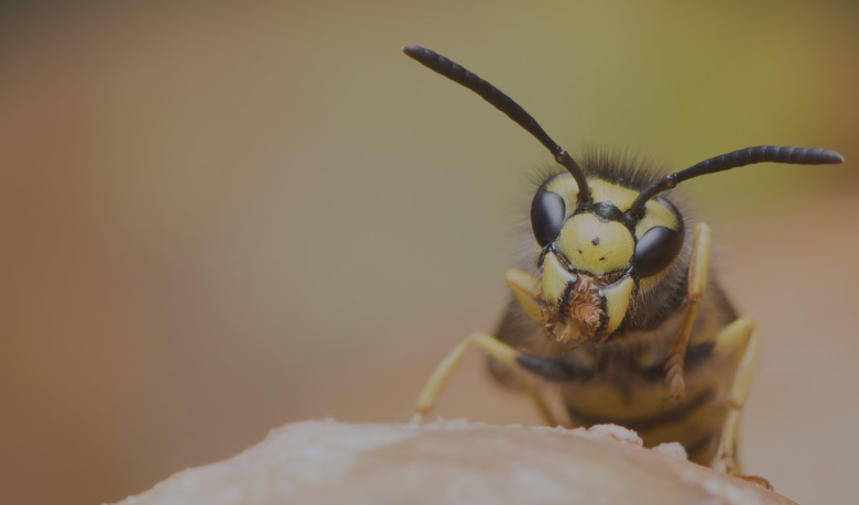 Trusted Wasp Exterminator Services in Chelmsford: Local Expertise
