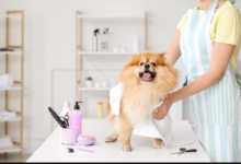 Close By or Best Fit? How to Pick Your Local Dog Groomer