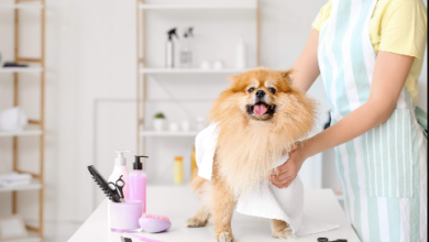 Close By or Best Fit? How to Pick Your Local Dog Groomer